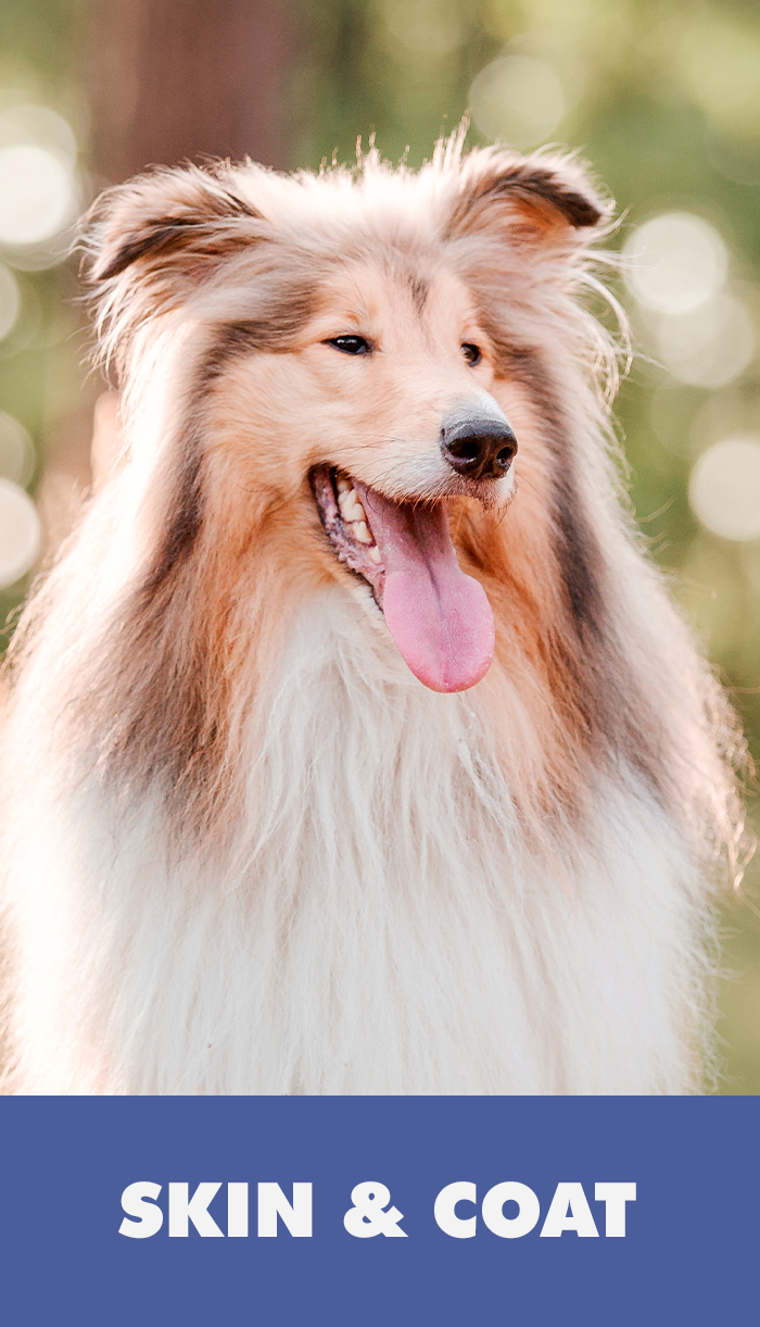 Skin & Coat